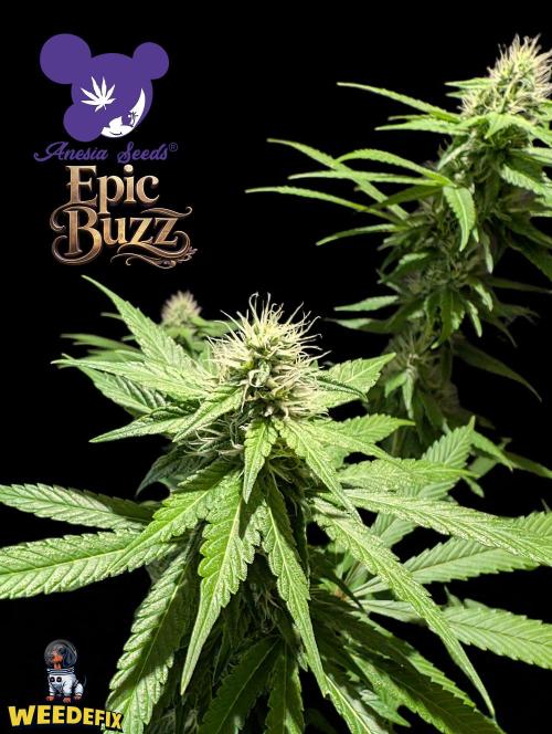 Epic Buzz - Anesia - Weedefix - VS.. Week 11
