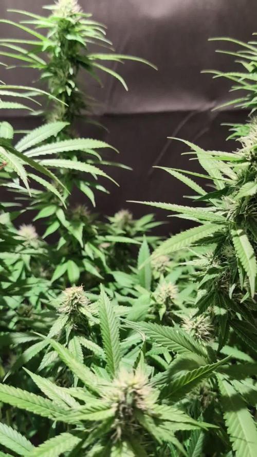 Epic Buzz - Anesia - Weedefix - VS.