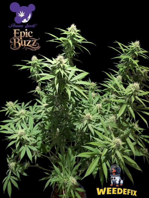 Epic Buzz - Anesia - Weedefix - VS.. Week 11