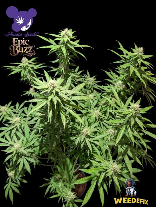Epic Buzz - Anesia - Weedefix - VS.. Week 11