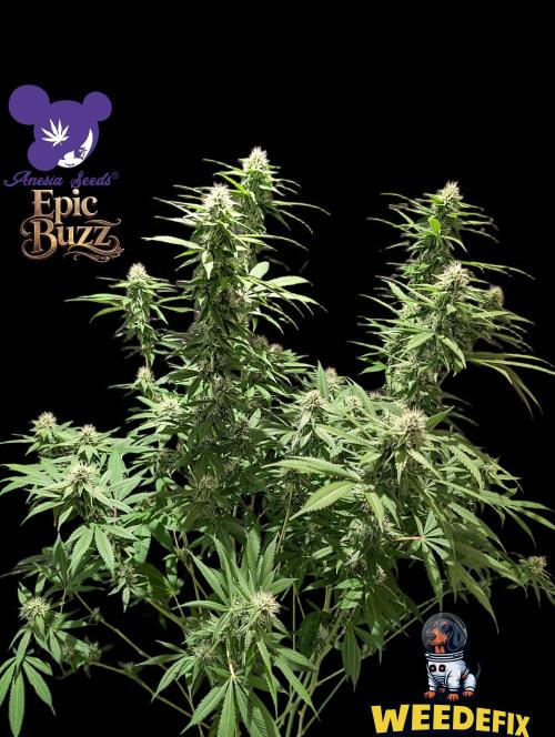Epic Buzz. Week 11