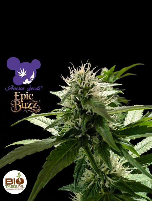 Epic Buzz - Anesia - Bio Tabs NL - VS.. Week 11