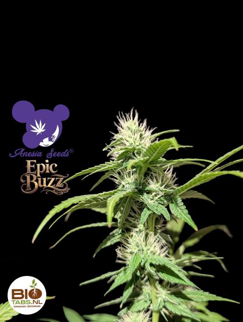 Epic Buzz - Anesia - Bio Tabs NL - VS.. Week 11