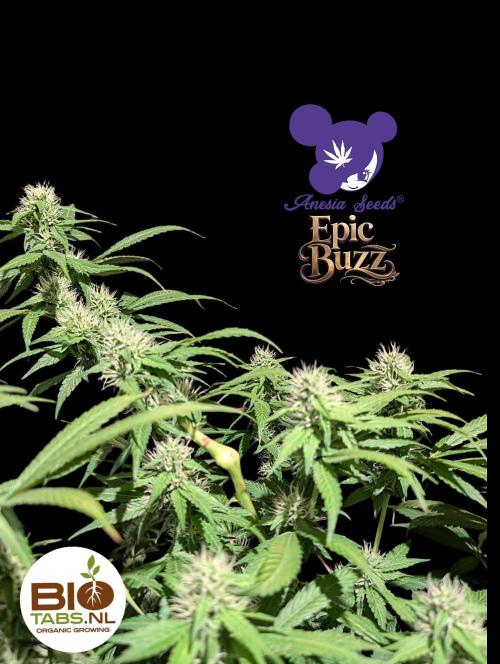 Epic Buzz - Anesia - Bio Tabs NL - VS.. Week 11