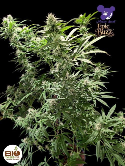 Epic Buzz - Anesia - Bio Tabs NL - VS.. Week 11