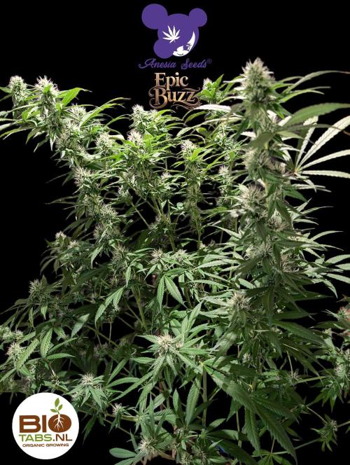 Epic Buzz - Anesia - Bio Tabs NL - VS.. Week 11