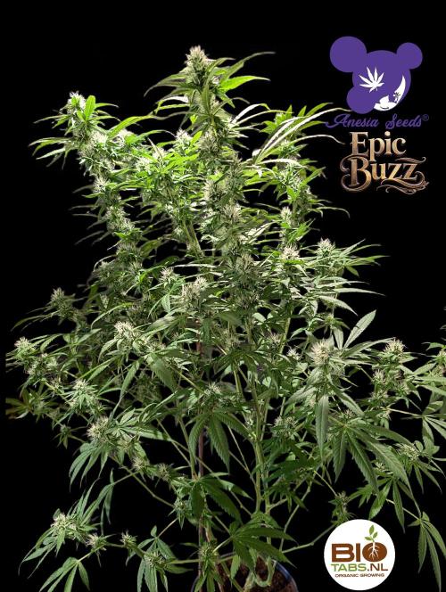 Epic Buzz - Anesia - Bio Tabs NL - VS.. Week 11