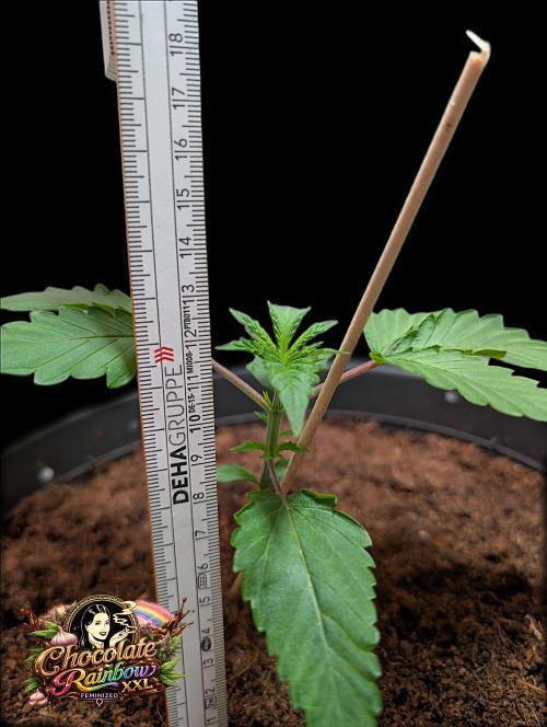 Chocolate Rainbow XXL -Sensi Seeds-BTNL. Week 2
