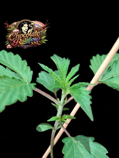 Chocolate Rainbow XXL -Sensi Seeds-BTNL. Week 2