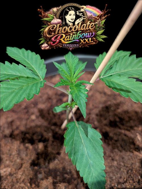 Chocolate Rainbow XXL -Sensi Seeds-BTNL. Week 2