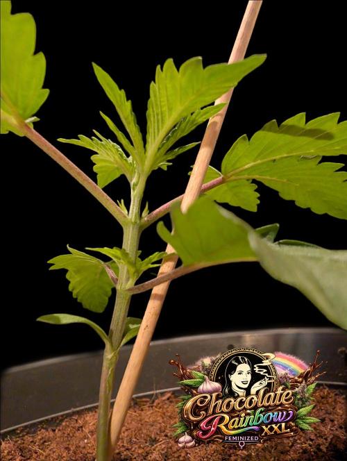 Chocolate Rainbow XXL -Sensi Seeds-BTNL. Week 2