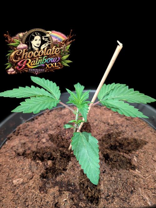 Chocolate Rainbow XXL -Sensi Seeds-BTNL. Week 2