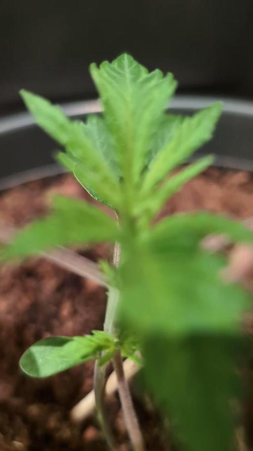 Chocolate Rainbow XXL -Sensi Seeds-BTNL