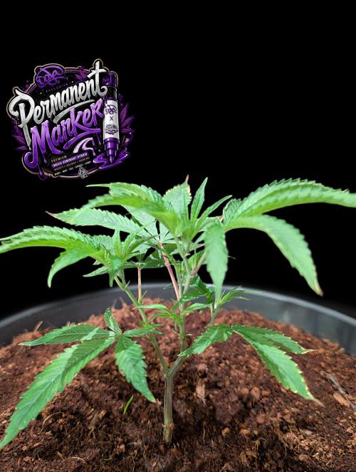 Permanent Marker -Seed Junky-Doja-BTNL. Week 2