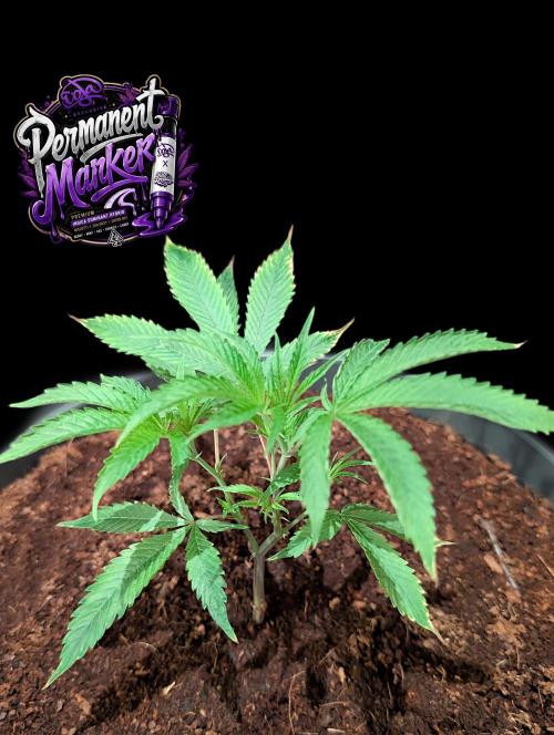 Permanent Marker -Seed Junky-Doja-BTNL. Week 2
