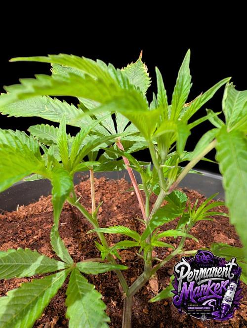 Permanent Marker -Seed Junky-Doja-BTNL. Week 2