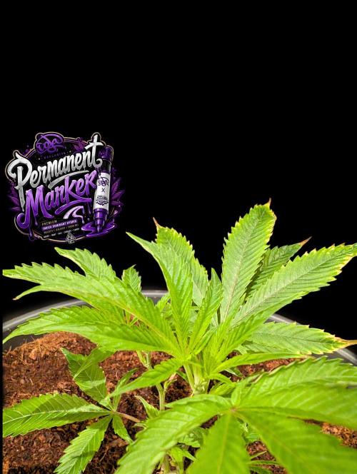 Permanent Marker -Seed Junky-Doja-BTNL. Week 2