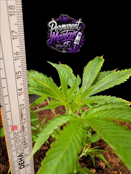 Permanent Marker -Seed Junky-Doja-BTNL. Week 2