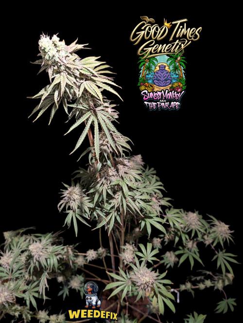 Sunset Monkey-Good Times Genetix-Wdfx. Week 17