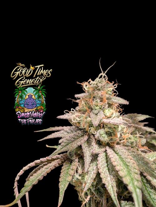 Sunset Monkey-Good Times Genetix-Wdfx. Week 17