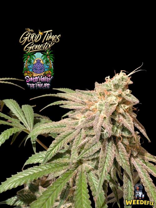Sunset Monkey-Good Times Genetix-Wdfx. Week 17
