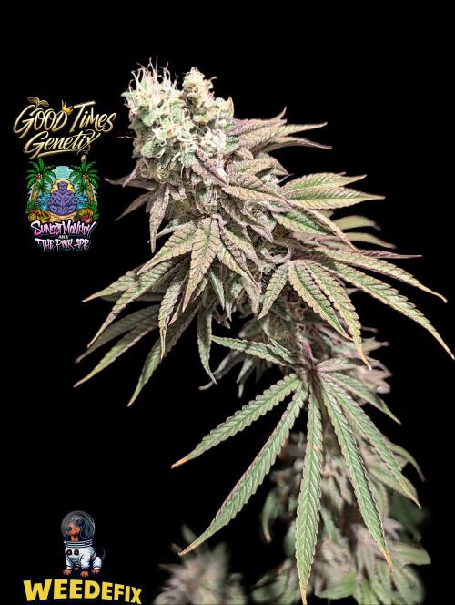 Sunset Monkey-Good Times Genetix-Wdfx. Week 17