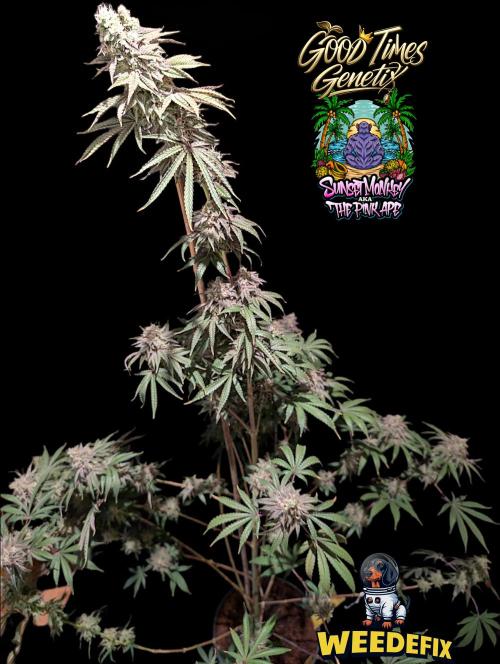 Sunset Monkey-Good Times Genetix-Wdfx. Week 17