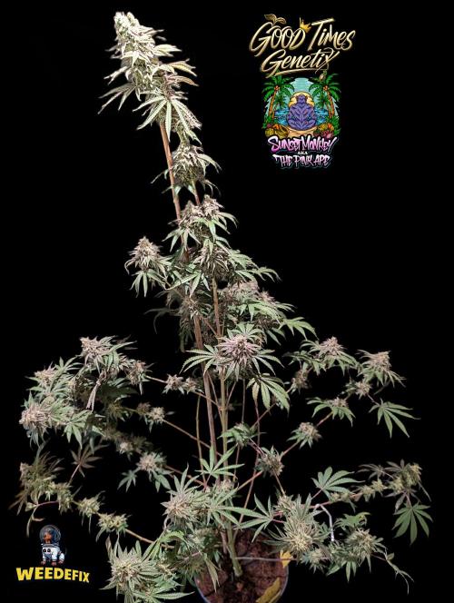 Sunset Monkey-Good Times Genetix-Wdfx. Week 17