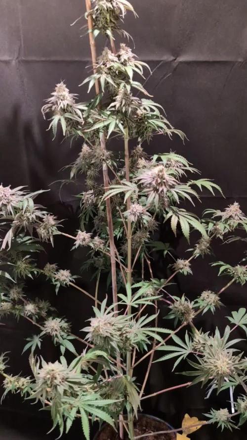 Sunset Monkey-Good Times Genetix-Wdfx