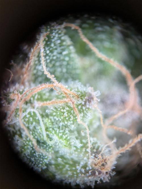 Sunset Monkey-Good Times Genetix-Wdfx. Week 17