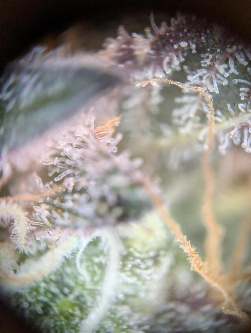 Sunset Monkey-Good Times Genetix-Wdfx. Week 17