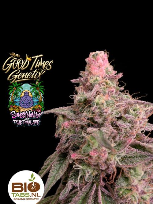 Sunset Monkey - Good Times Genetix - BTN. Week 17