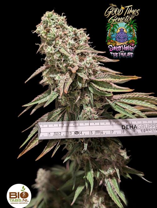 Sunset Monkey - Good Times Genetix - BTN. Week 17