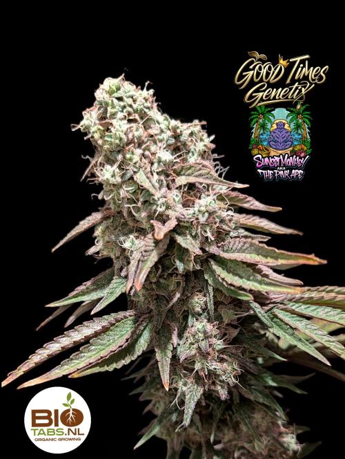 Sunset Monkey - Good Times Genetix - BTN. Week 17