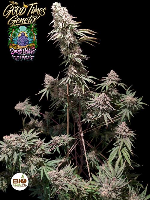 Sunset Monkey - Good Times Genetix - BTN. Week 17