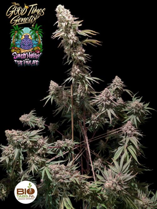 Sunset Monkey - Good Times Genetix - BTN. Week 17