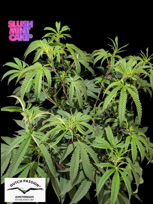 Slush Mint Cake - DP - Bio Tabs NL Grow. Week 9