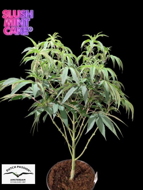Slush Mint Cake - DP - Bio Tabs NL Grow. Week 9