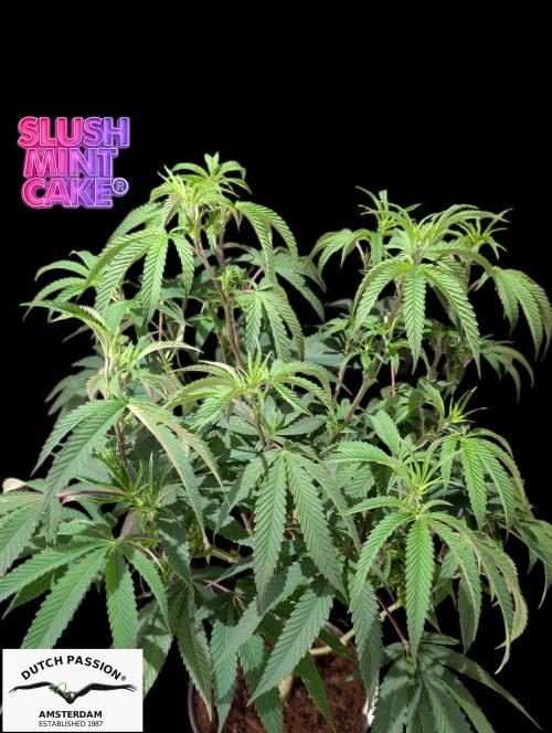 Slush Mint Cake - DP - Bio Tabs NL Grow. Week 9
