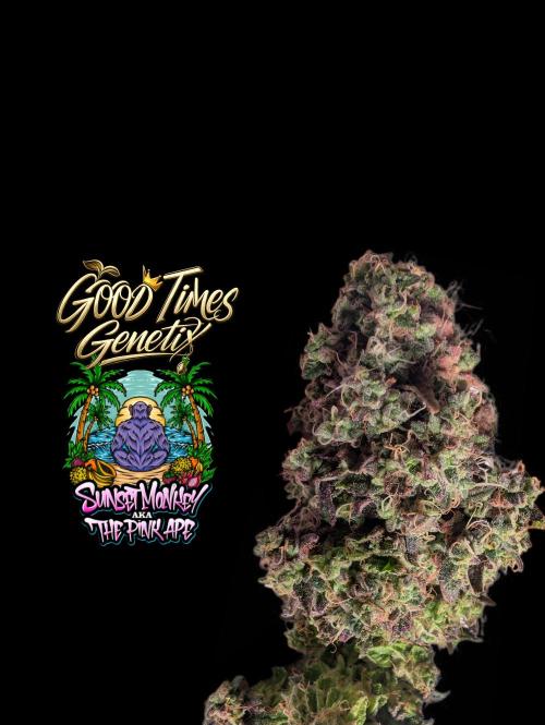 Sunset Monkey - Good Times Genetix - BTN. Week 18