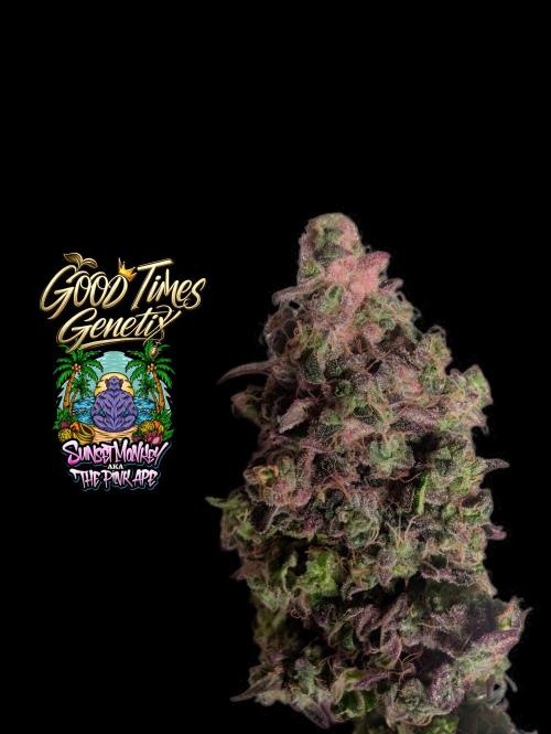 Sunset Monkey - Good Times Genetix - BTN. Week 18