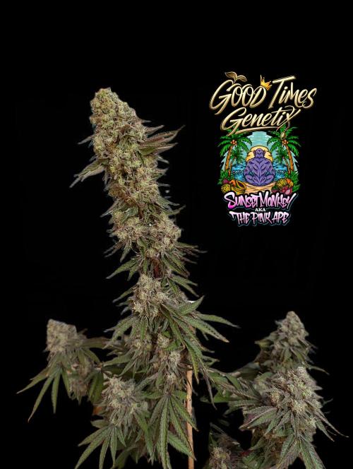 Sunset Monkey - Good Times Genetix - BTN. Week 18