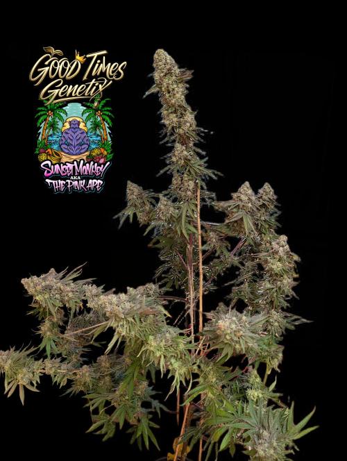 Sunset Monkey - Good Times Genetix - BTN. Week 18