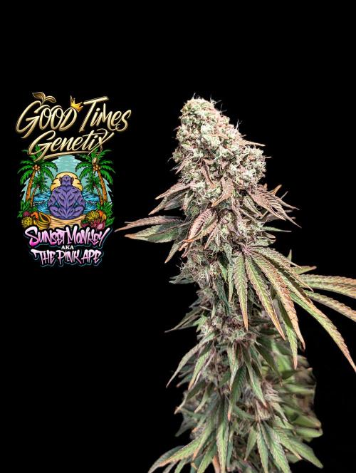 Sunset Monkey - Good Times Genetix - BTN. Week 18