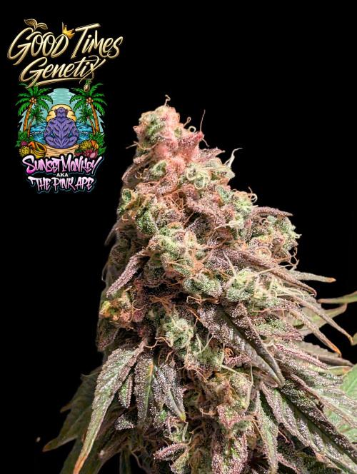 Sunset Monkey - Good Times Genetix - BTN. Week 18