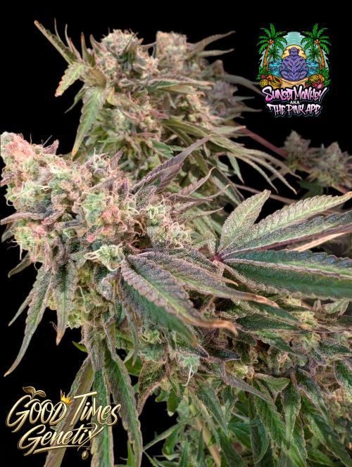 Sunset Monkey - Good Times Genetix - BTN. Week 18