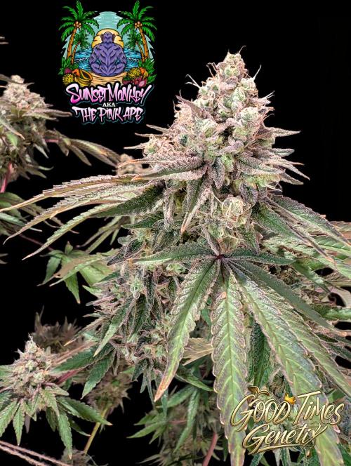 Sunset Monkey - Good Times Genetix - BTN. Week 18