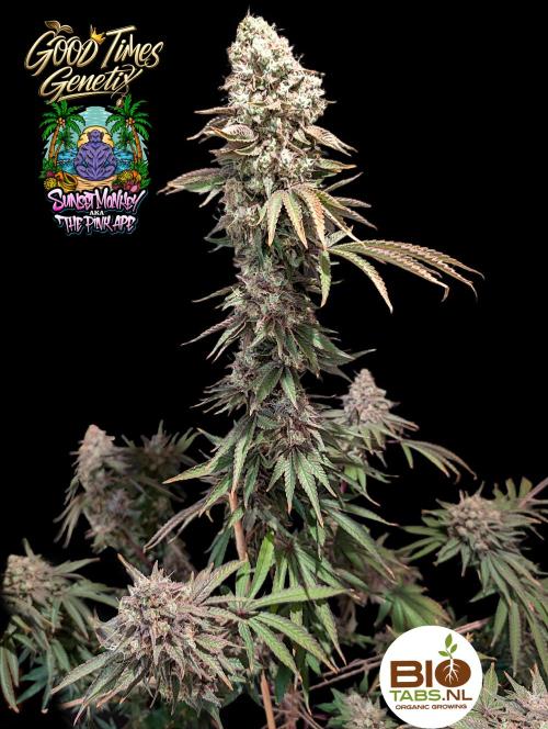 Sunset Monkey - Good Times Genetix - BTN. Week 18