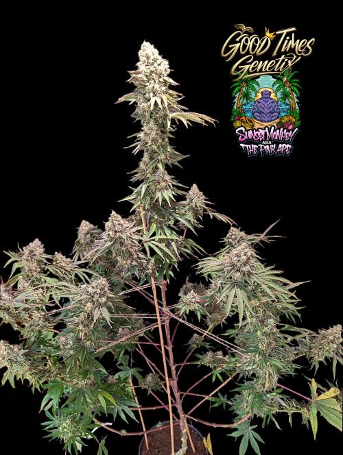 Sunset Monkey - Good Times Genetix - BTN. Week 18