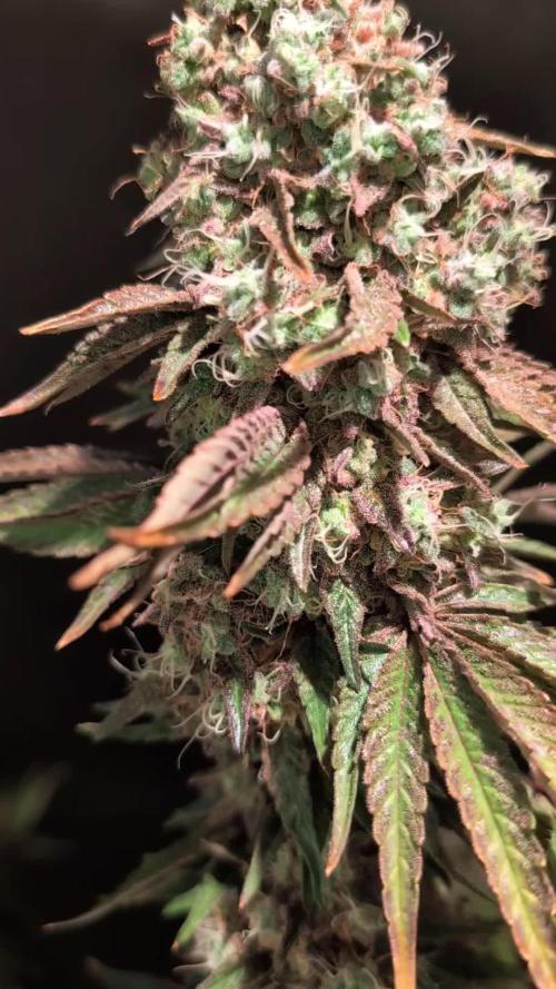 Sunset Monkey - Good Times Genetix - BTN
